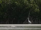 C Everglades 021 : Everglades